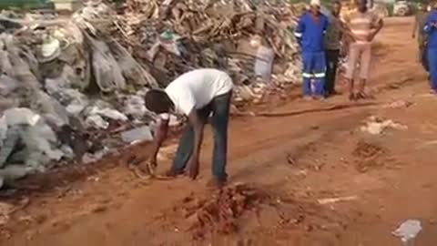 African Snake Charmer Puts A Snake To Sleep Using Just One Hand