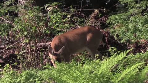 Deer is eating grass.