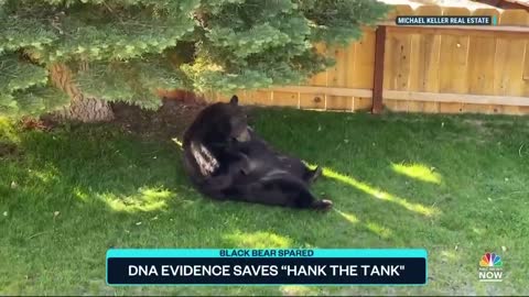 DNA Evidence Saves 500-Pound Black Bear 'Hank The Tank' From Euthanasia