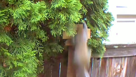 Squirrel Fail. How to Set Up a Collapsible Prank in 5 Seconds for a Squirrel.