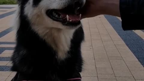 Stubborn Husky Dog Videos 😁😇 Best Funny Animal Videos 2022 😺 Funny Dog Videos 2022 😁