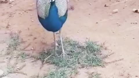 🦚 💗 🍀 Peacock 🍀 💗 🦚 मोर طاووس 🦚 one of the most beautiful birds by ani male