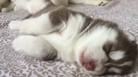 Husky puppies having a good dream