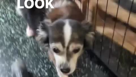 I herd u liek doggos