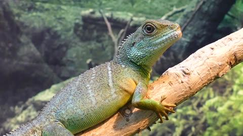 Water Dragon Lizard