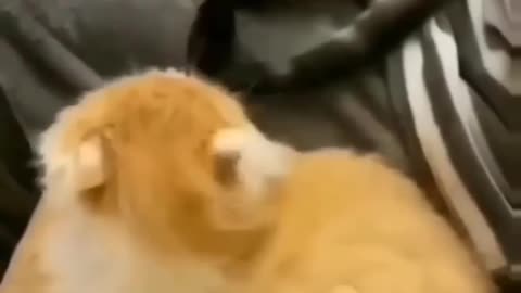 Funny cats