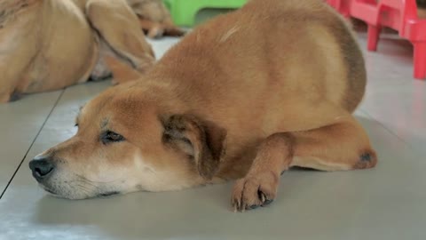 Lonely stray dog lying on the floor in shelter, suffering hungry miserable life