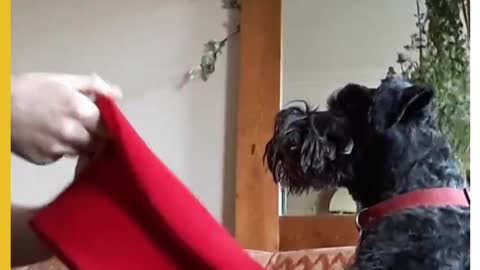 Dapper Dog Makes A Great Magicians Assistant