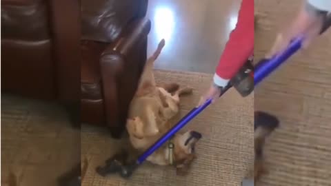 dog and vacuum cleaner