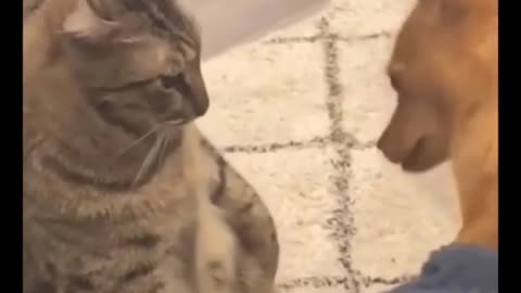 Funny video cat