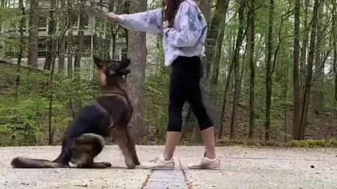 Dog TraiNIng Penny enjoyed playing with Wallee during a break from her training