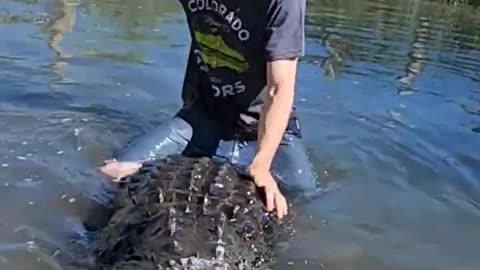 Elvis the Alligator at Colorado Gators! #shorts #gators #shortvideo