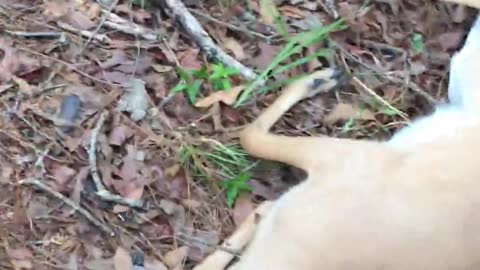 Baby Deer Knocked Himself Out Running into Tree