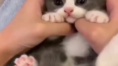 cute little cat baby makes you laugh!