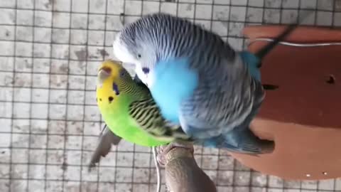 budgies Parrot meeting