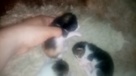 My cat gave birth