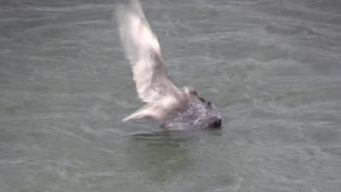 Seeing the bird, the seal got scared