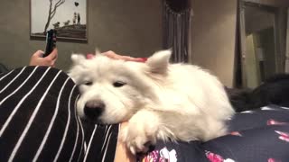 Isolation Samoyed therapy