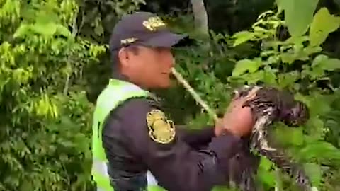 Police rescue sloth on the road