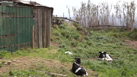 Baby cows calfs resting in the countryside on sunny day