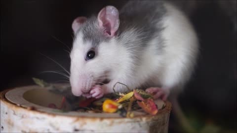 Wonderful Hamster Giving Birth First Time | Eating Baby - Is Hamster A Good Mother? nature