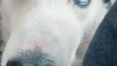 Smart Cute Funny Husky reaction!