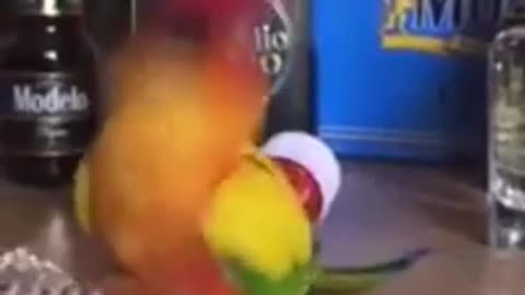 Parrot with a cup