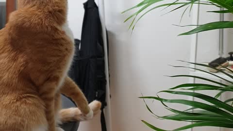 Cute and adorable tomboy cat playing over palm trees