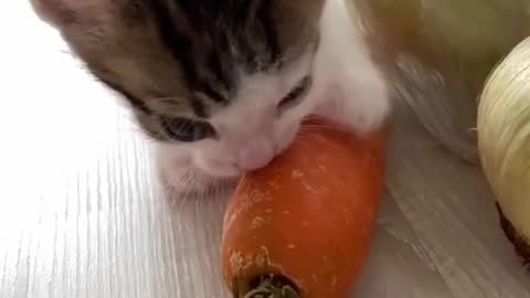 kitten vegetarian