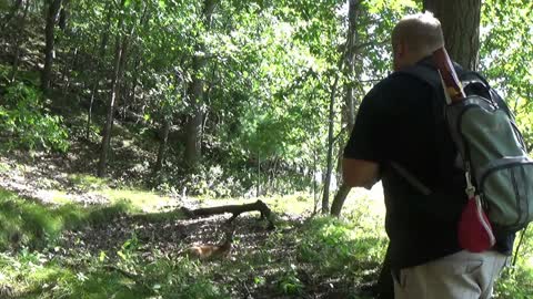 Deer Entranced by Flute Performance