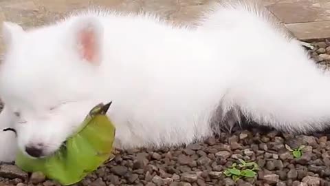 Cute Indian Spitz puppy