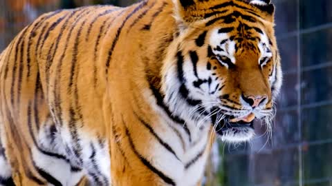 Animals lover | animal video | animals shorts | tiger |