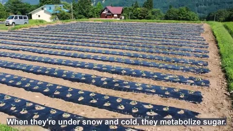 How Japanese Farmer Harvest Cabbage Under Snow - Snow Vegetable Farming - Cabbage, Carrot, Radish