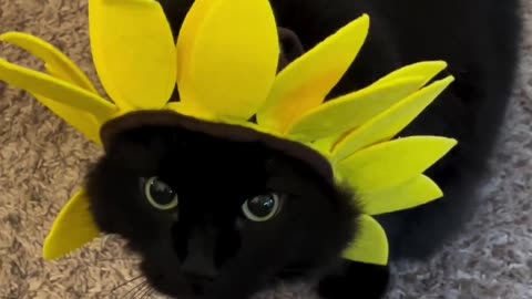 I am your flower on a cold winter day 😺