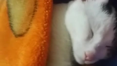 white cute sleeping kity