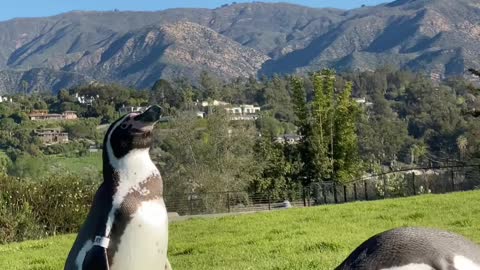 Meet a life-sized emperor penguin up close