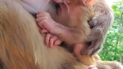 A baby monkey feeding from his mother.