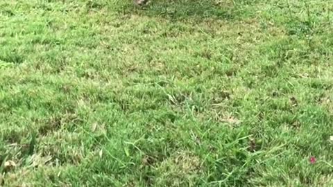 Brown dog with cow cone runs across grass in slowmo