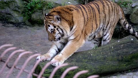 portrait of a bengal tiger sharpening the claws