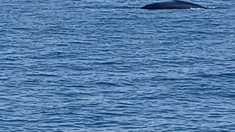 2 Blue Whales