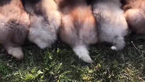 Five cute puppies enjoy the sun bathing