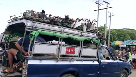 Related chickens and ducks on roof of bus