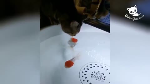 Videos de Gatos Divertidos