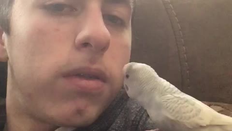 Larry the Parakeet wants a Kiss