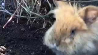 Bad Bunny Digging for Easter Eggs