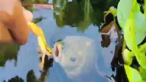 Amazing Frog Fishing