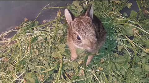 Baby Bun Learning to Wean