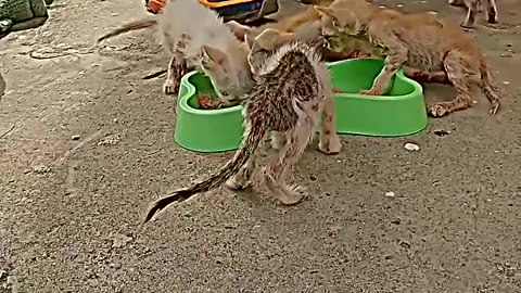 Poor family of cat seved by this man #cat #help #motivation #viral #inspiration