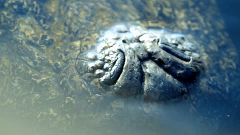 macro alligator snout in a swamp