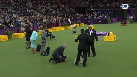 Watch 5 of the best WKC Dog Show moments to celebrate National Puppy Day | FOX SPORTS